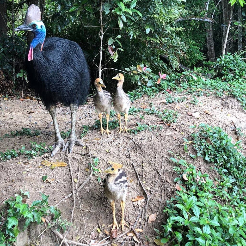 Diverse Birdlife