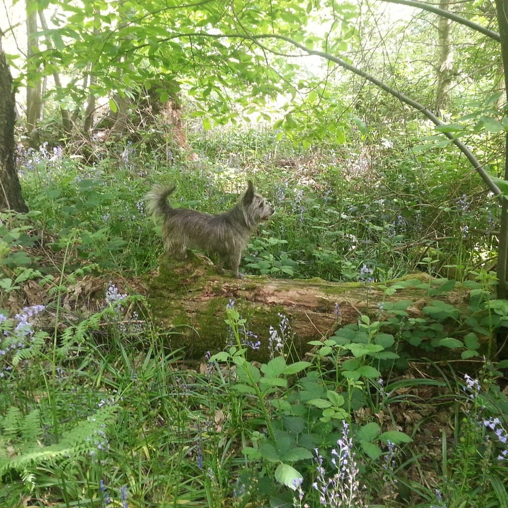 Natural Play Area