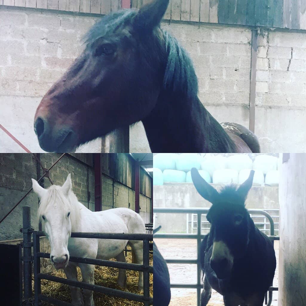 Horse-Drawn Carriage Rides