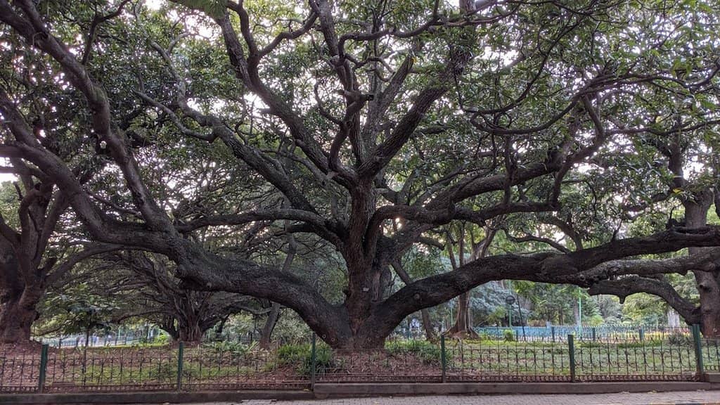 Bal Bhavan Activities
