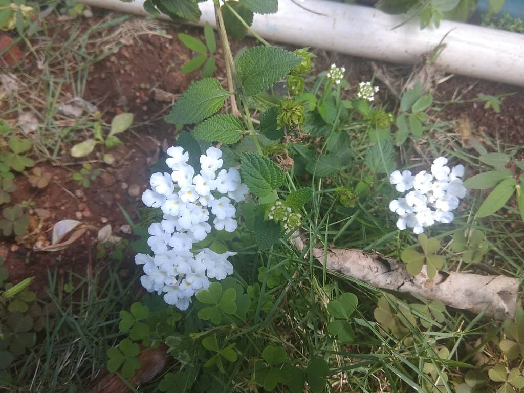 Kumbhojgiri Mountain Temple
