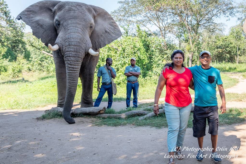 Elephant Interaction