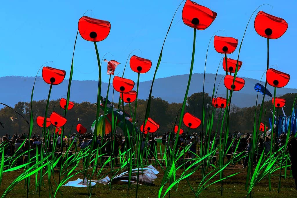 Skate Park & Playgrounds
