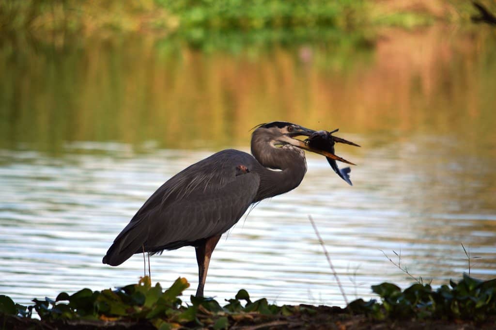 Canopy Walkway & Tower
