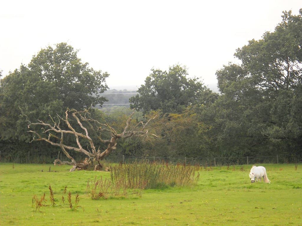 Astbury Mere Country Park