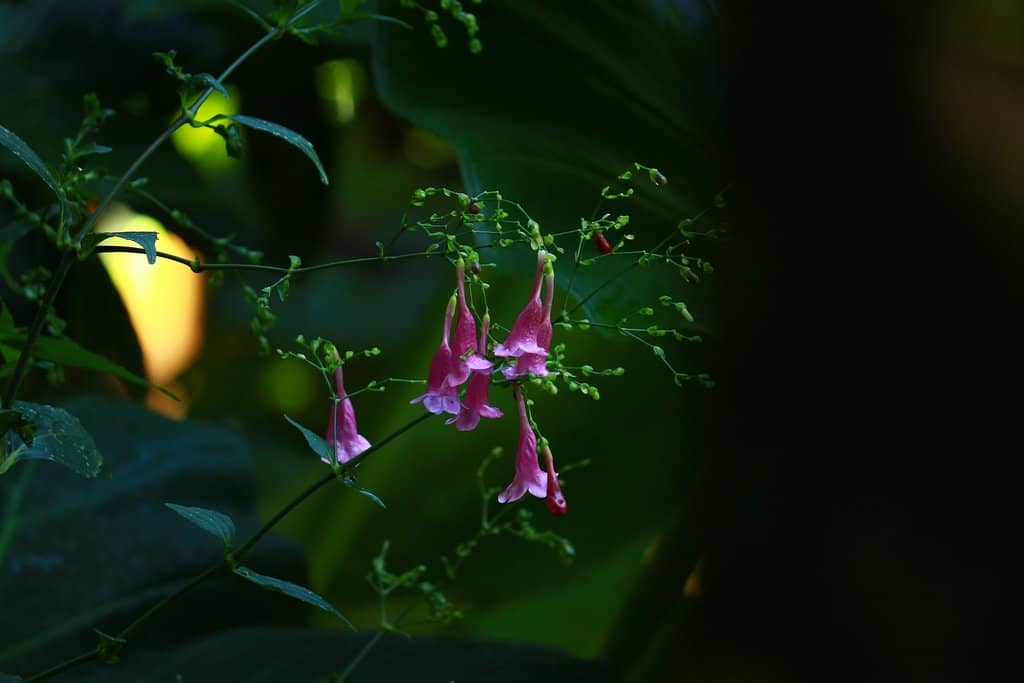 Cardamom Cultivation