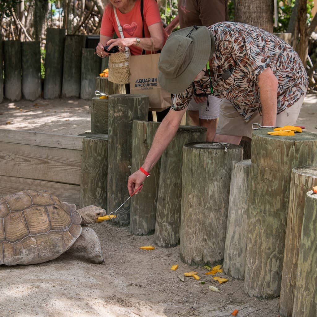 Snorkel with the Fishes