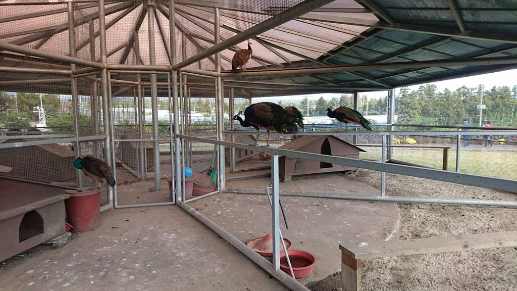 Citrus Footbath & Workshops