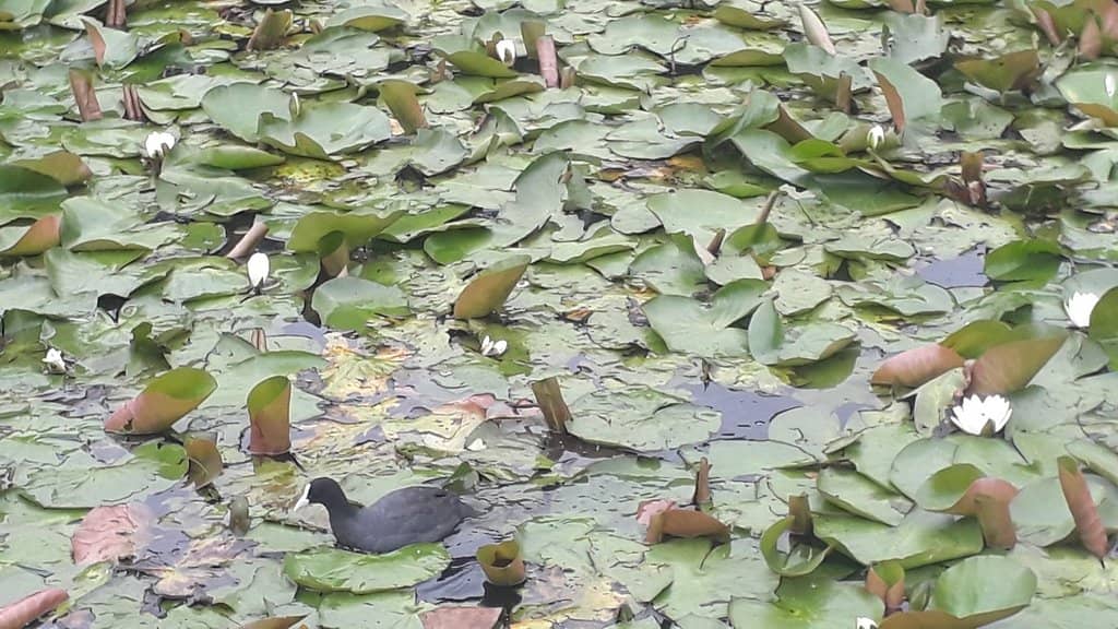 Sculpture in the Garden