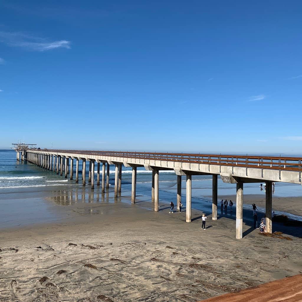 Bioluminescent Nights