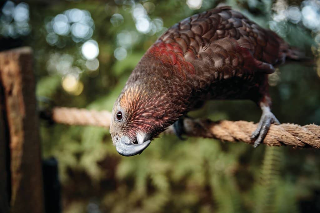Kiwi Hatchery & Nocturnal House