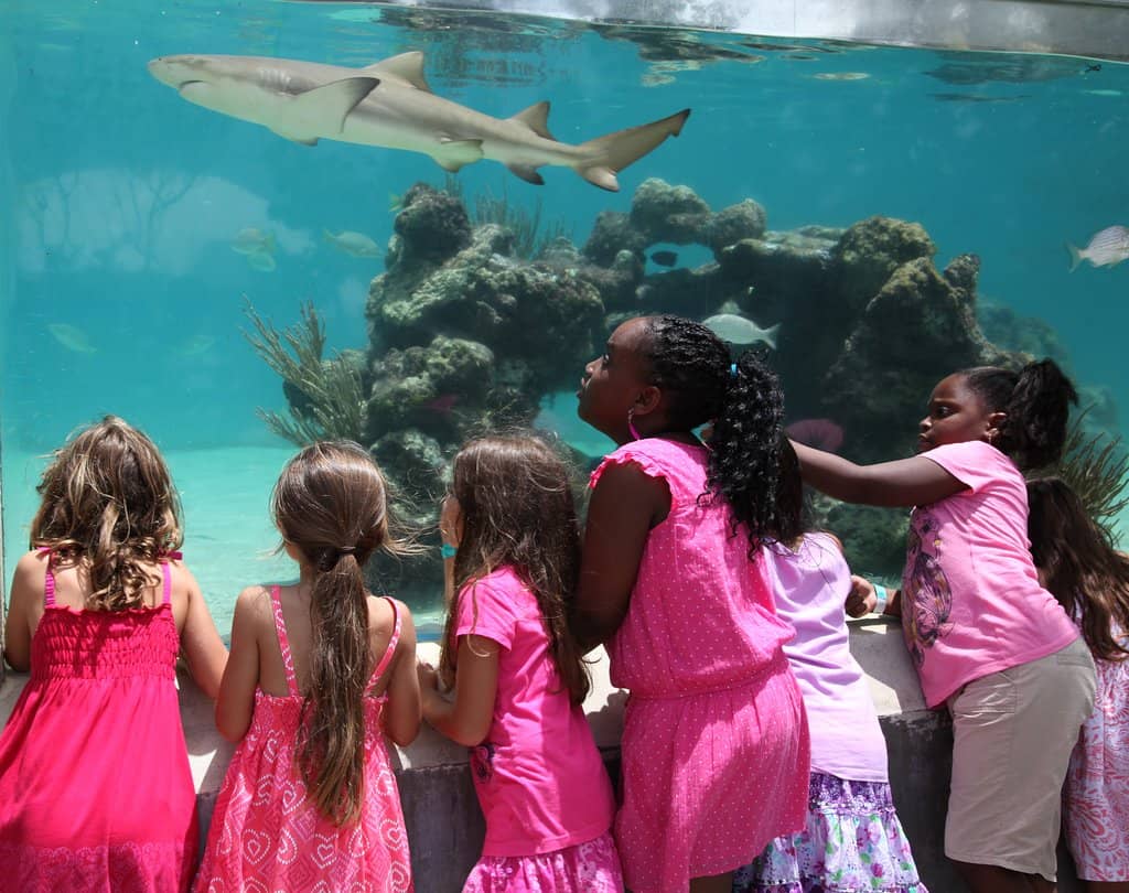 Dolphin Encounters