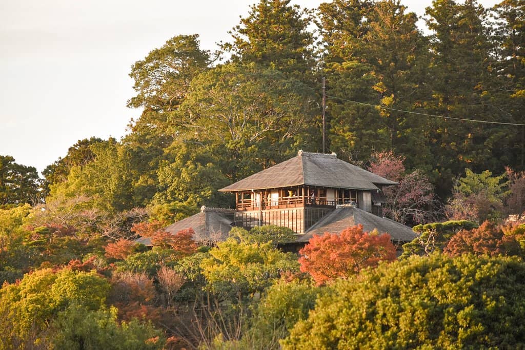 Bamboo Forest Serenity
