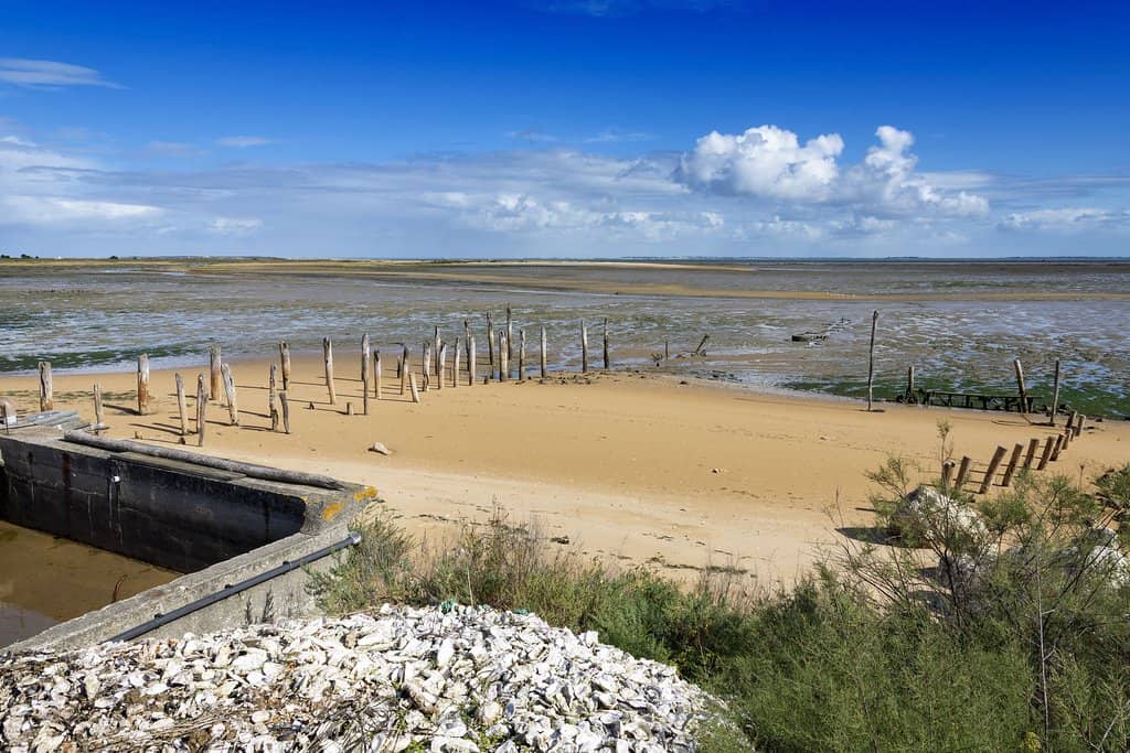 Oyster Farm Tour & Tasting