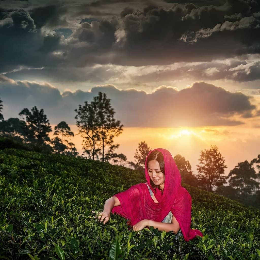 Scenic Tea Estate Drive