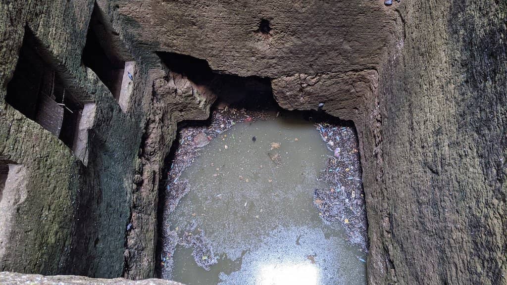 Pigeon Niches