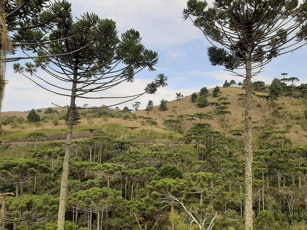 Trilha dos Campos