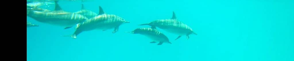 Spinner Dolphin Encounters