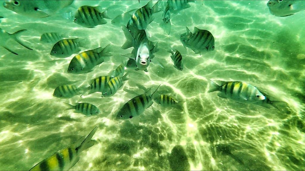 Snorkeling with Tropical Fish