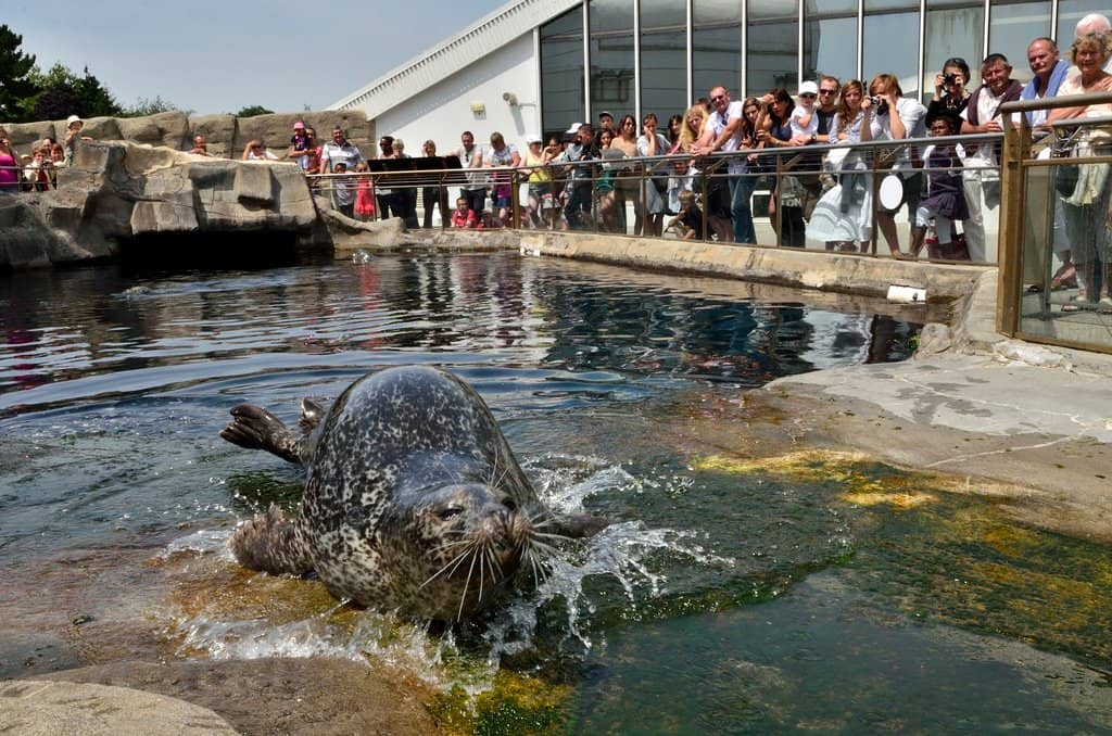 Deep-Sea Shrimp Tank