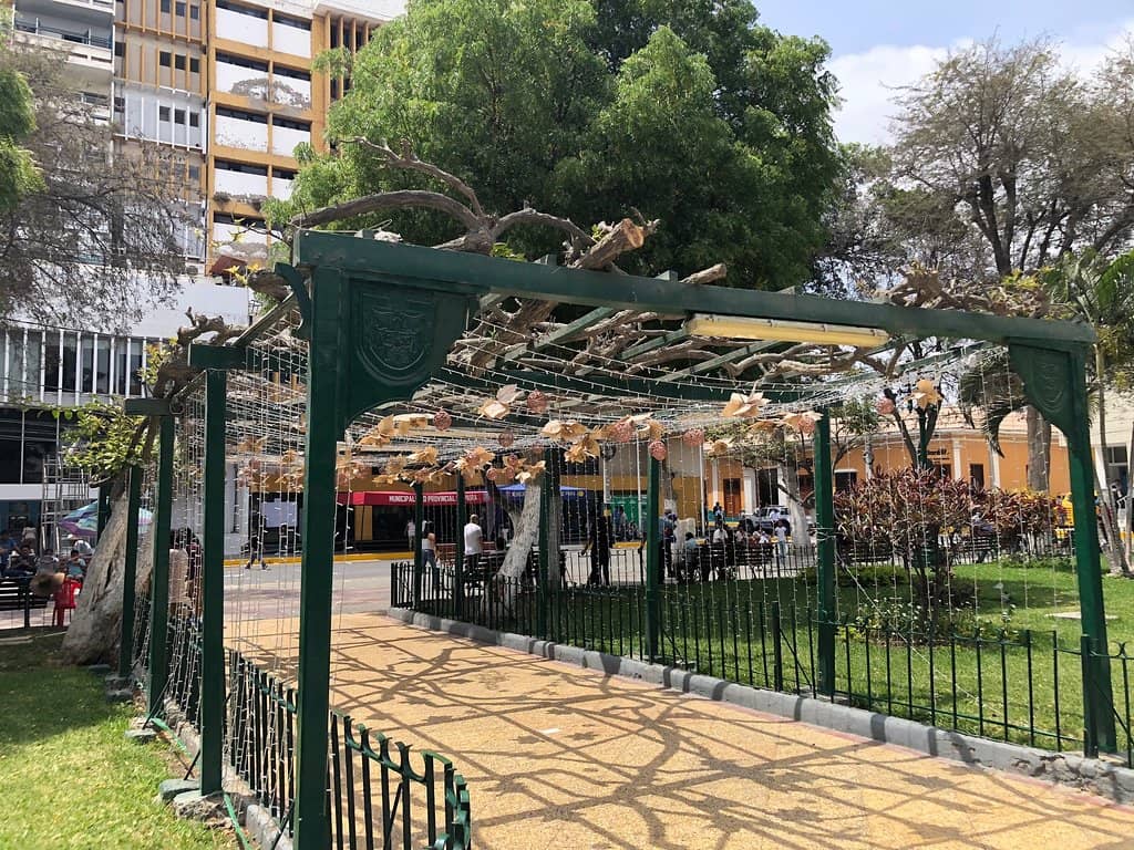Tamarind Trees and Flowers