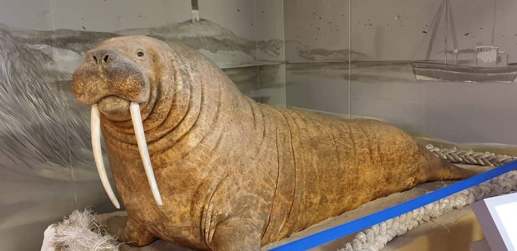 Seenotretter (Sea Rescue) Exhibit