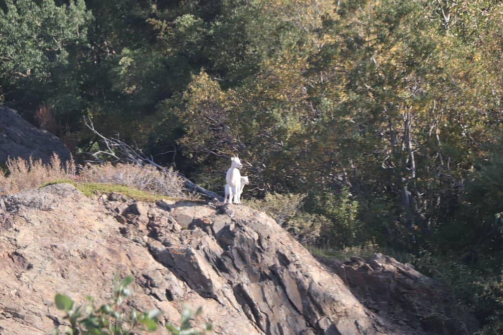 Alaska Railroad Journey