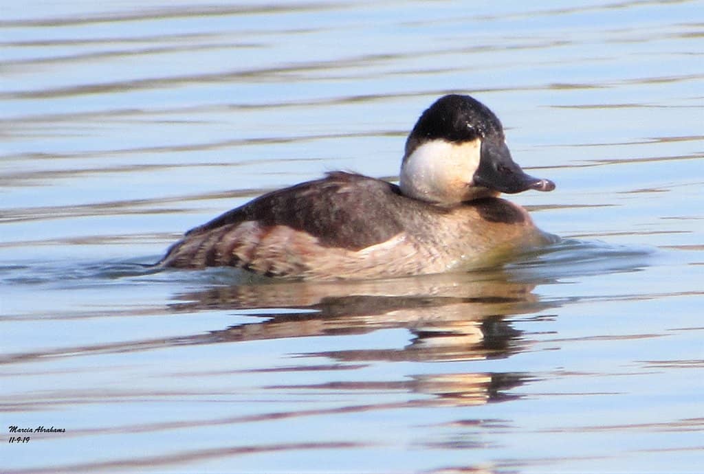 Jamaica Bay Greenway