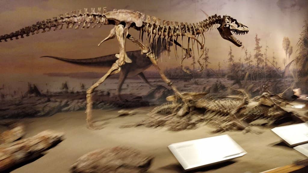 Borealopelta markmitchelli