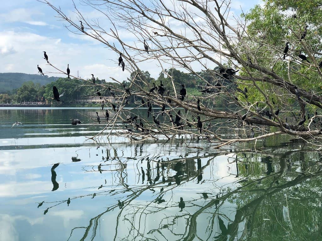 Crocodile Rehabilitation Centre