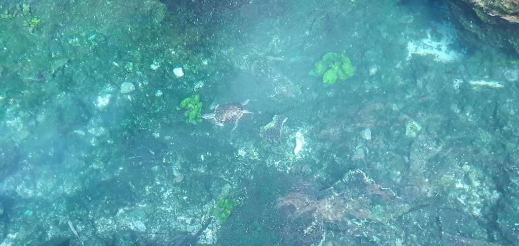 Turtles and Iguanas