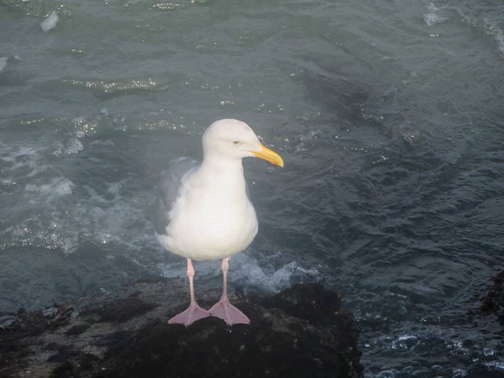 Fleet Week Air Show Spectacle