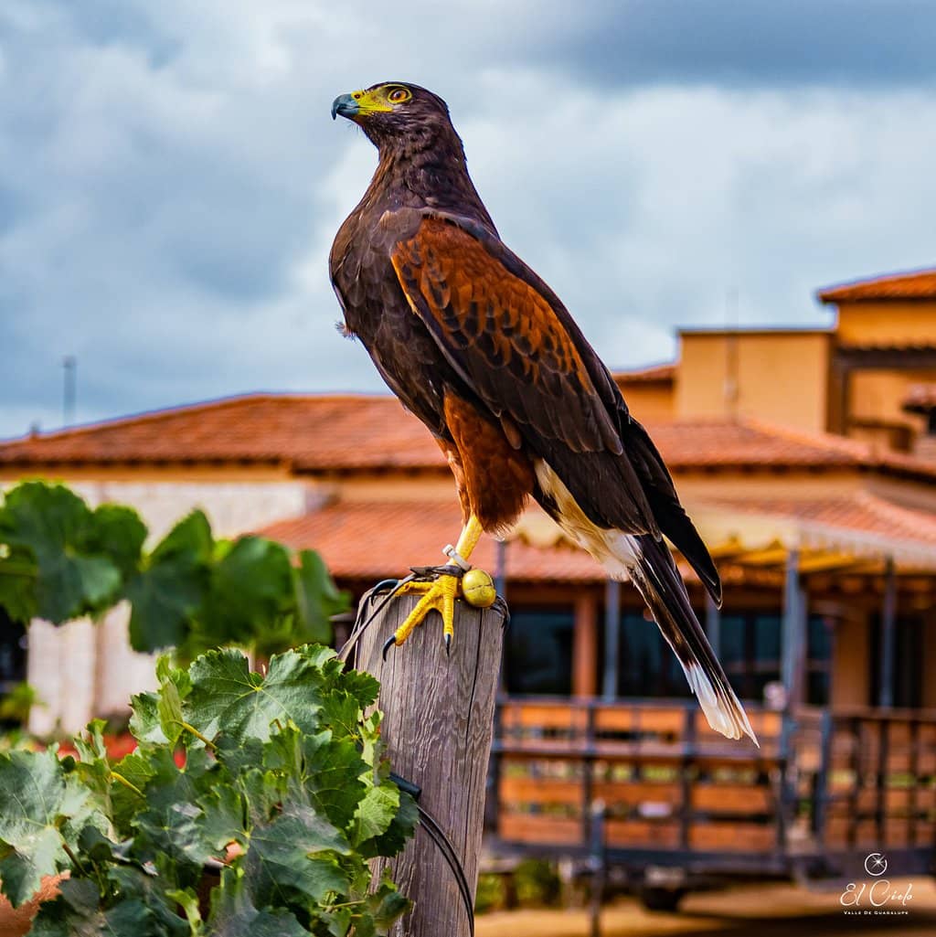 Falconry & Wildlife Encounters