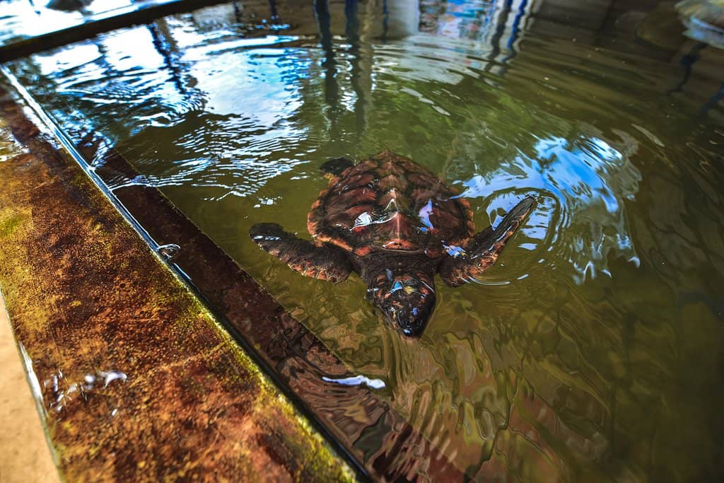 Rescued Turtle Rehabilitation