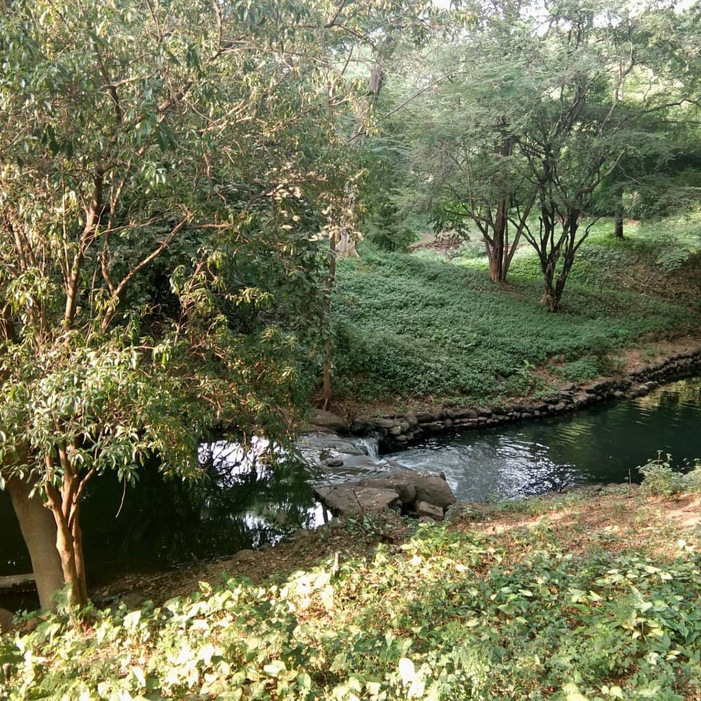 Lush Greenery
