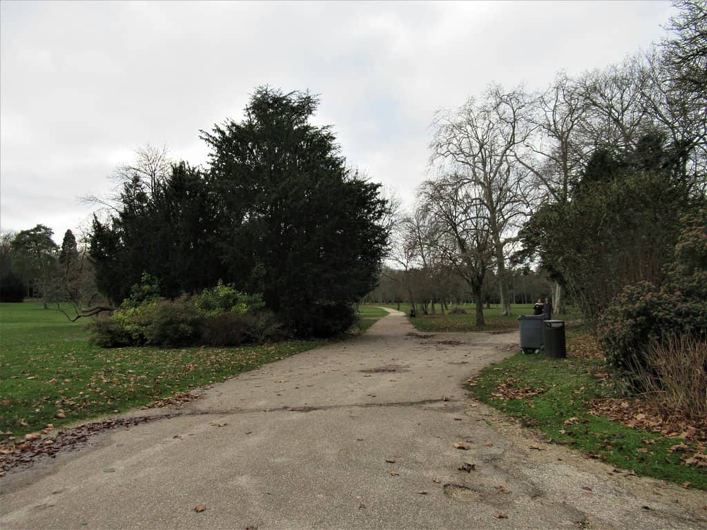Majestic Sequoia & Pine Trees