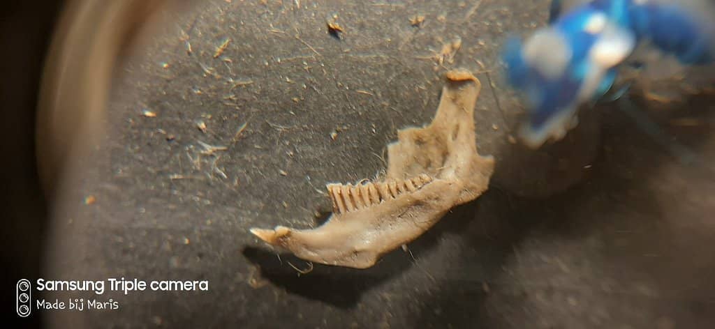 Interactive Earthquake Mimic