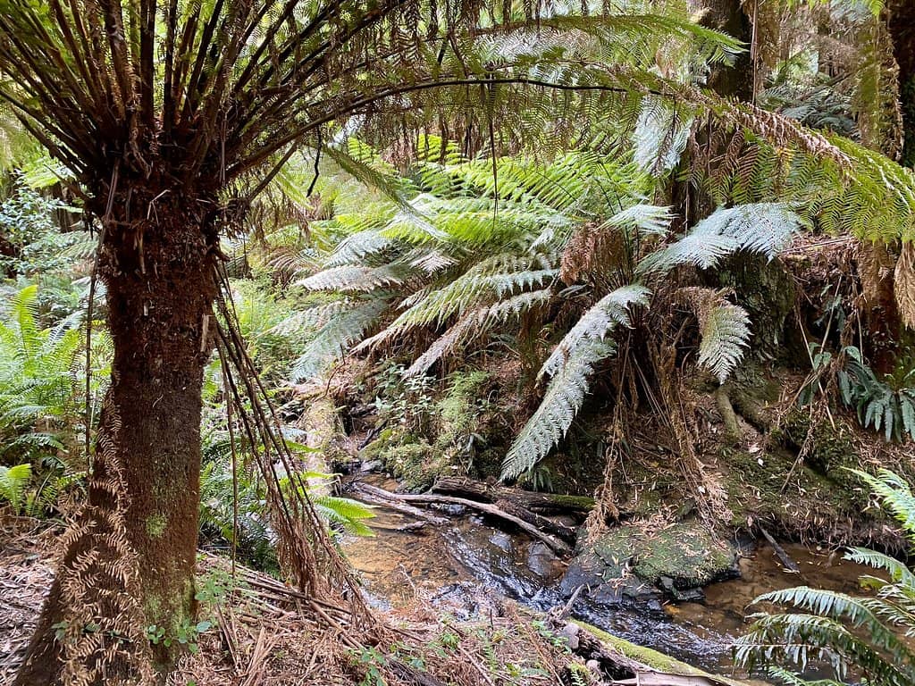 Rainforest Walk