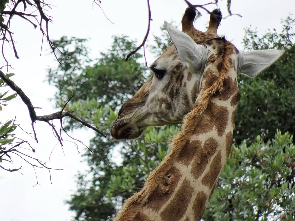 Convenient Access to Kruger