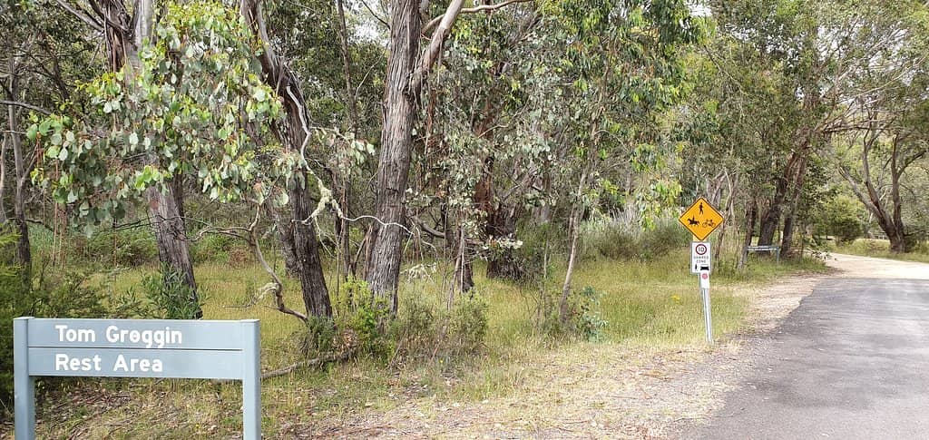 Abundant Kangaroos
