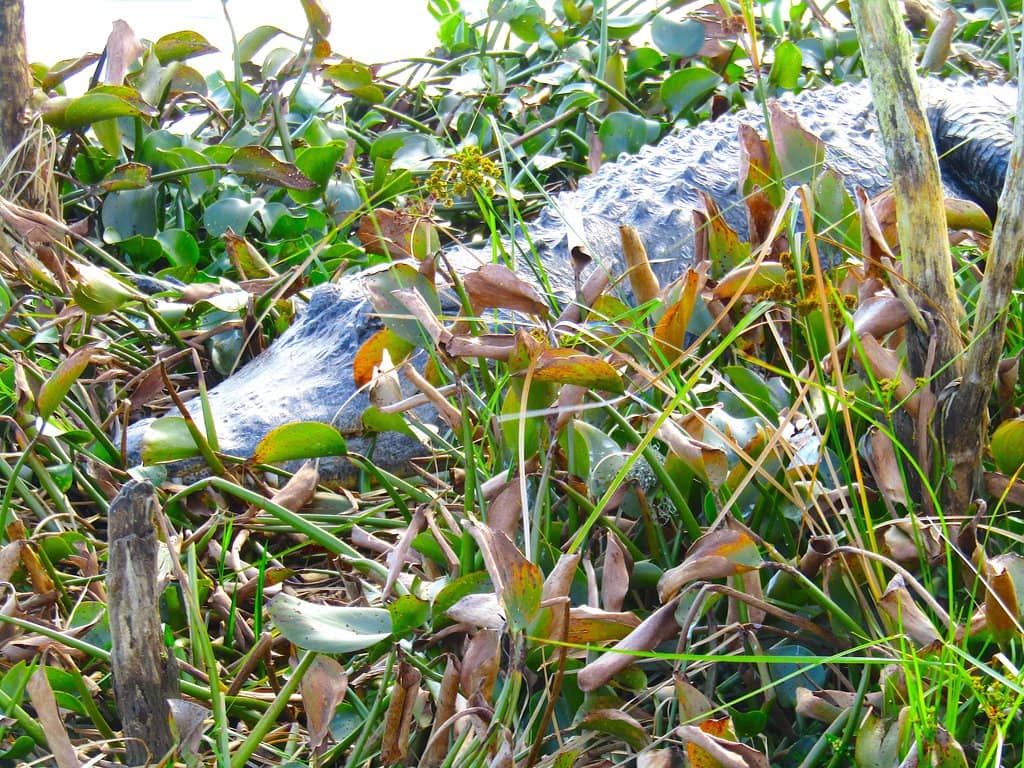 Birdwatcher's Paradise