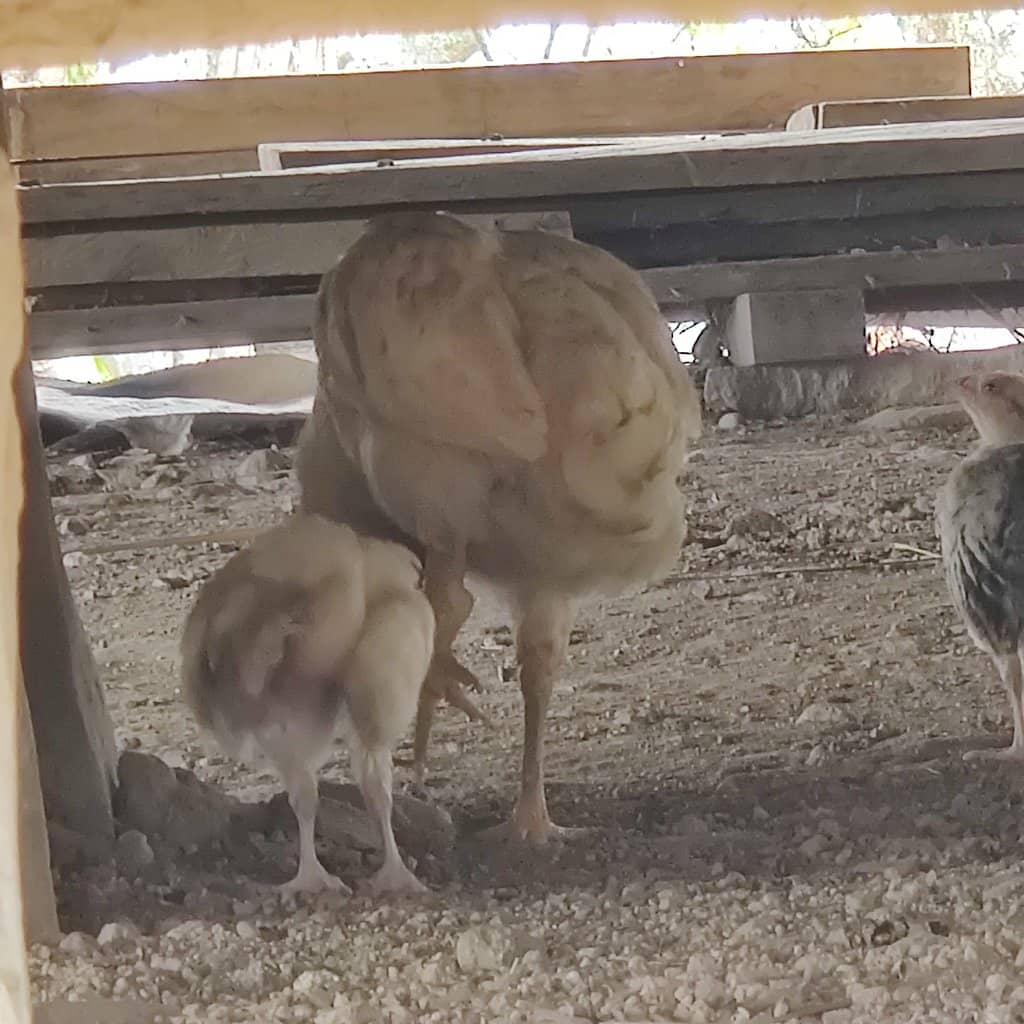Tubu Kanga Ritual Courtyard