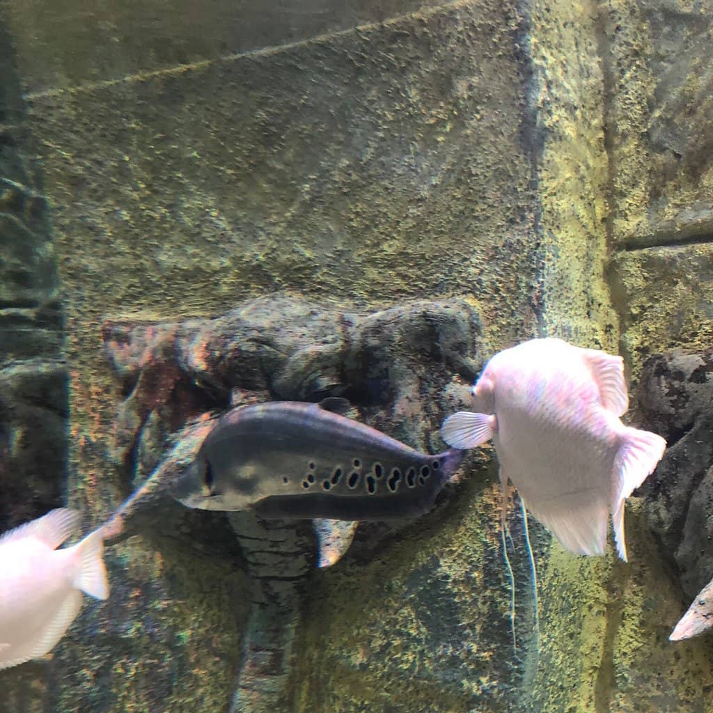 Interactive Fish Feeding