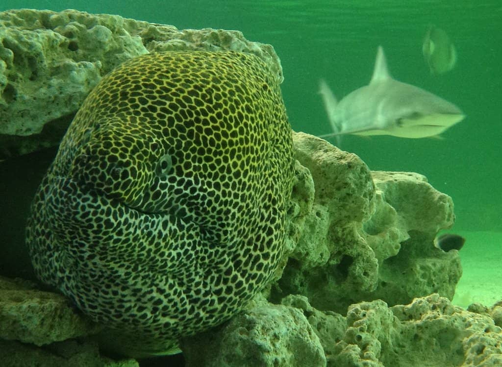 Majestic Sea Turtles