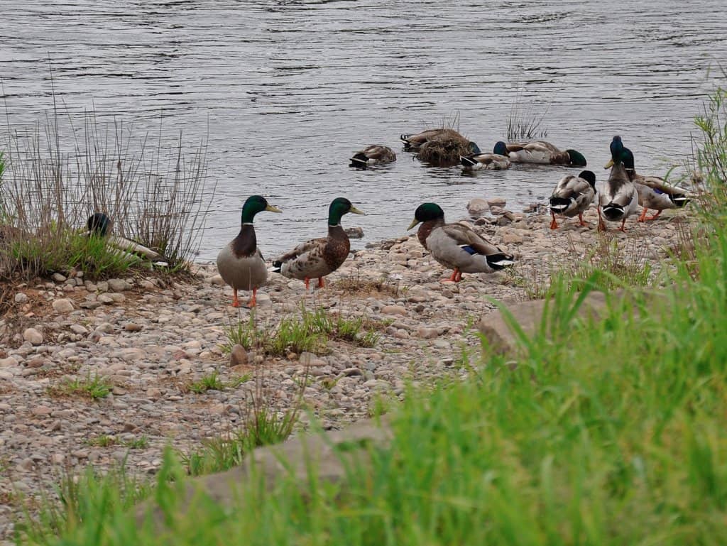 Abundant Wildlife
