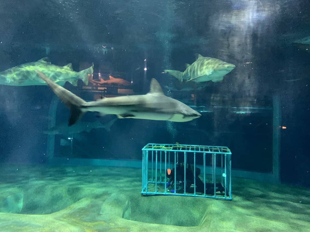 Dolphin and Sea Lion Shows