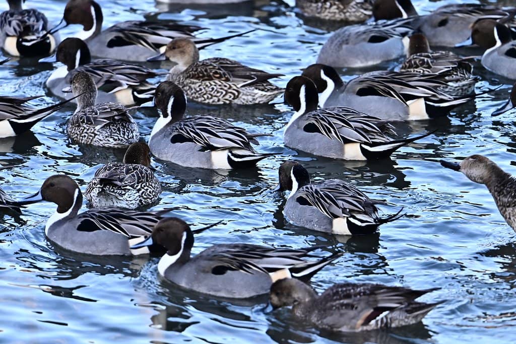 Mirror Pond (Kagamiike)