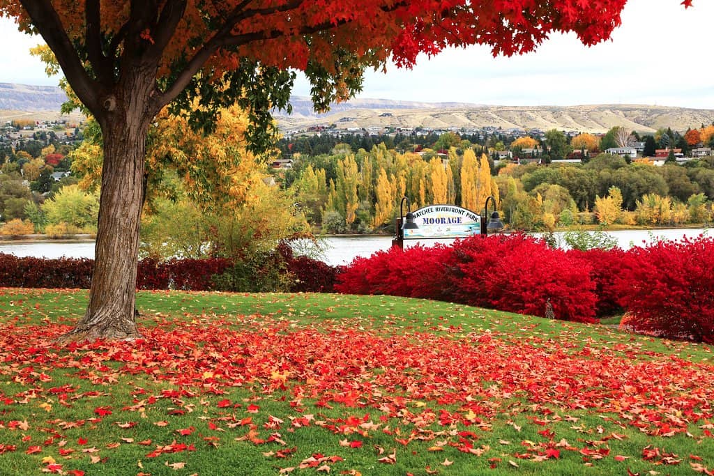 Sculptures and Flora