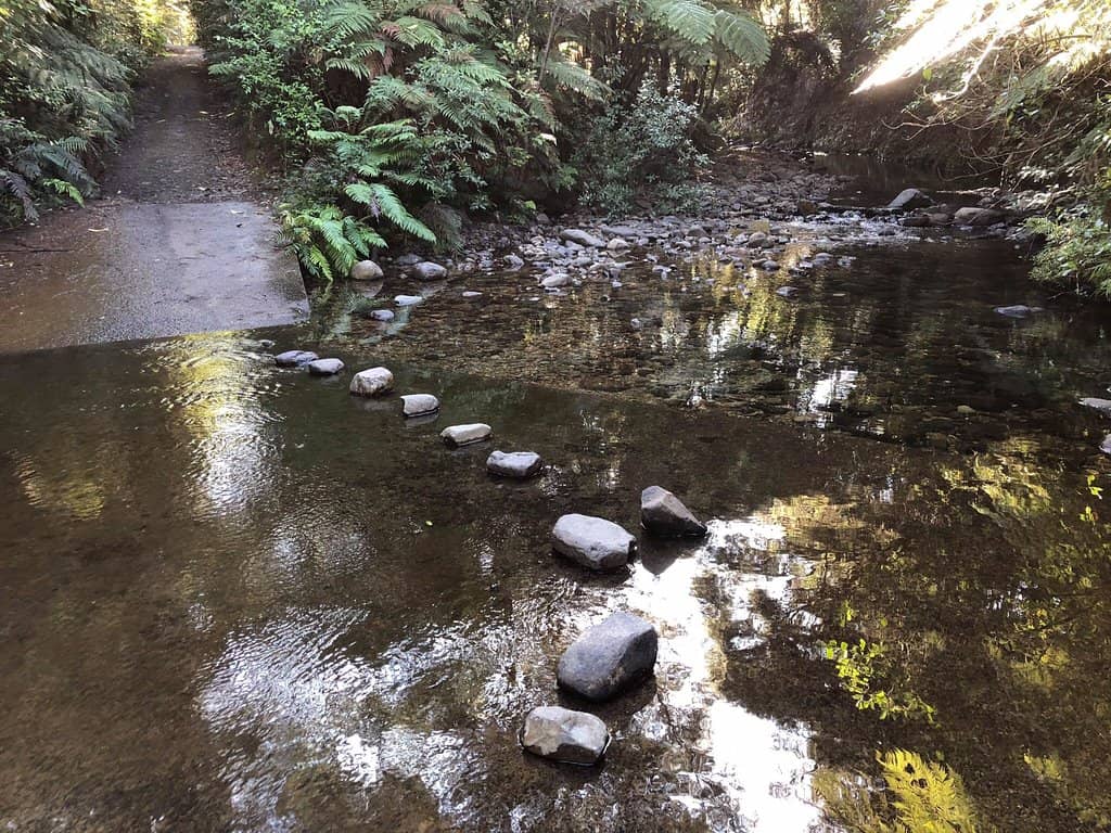 Scenic Forest Walk