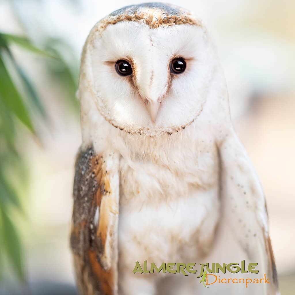 Animal Encounters